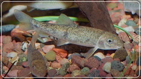 janitor fish|Janitor Fish: Everything About Suckerfish – .